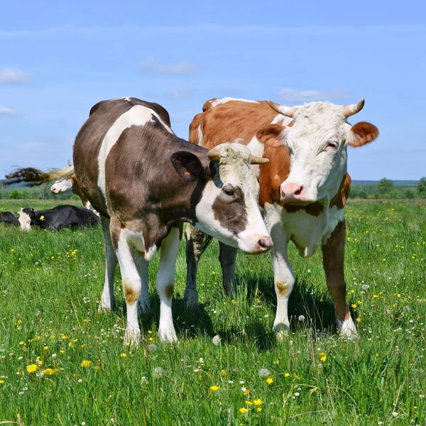 Cows Grazing Summer Pasture — Stock Photo, Image