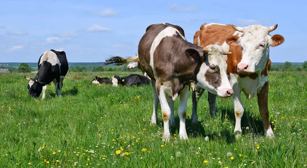 Vaches Broutant Sur Les Pâturages Été — Photo