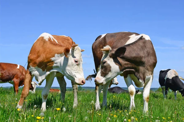 Vacas Pastando Pastos Verano —  Fotos de Stock