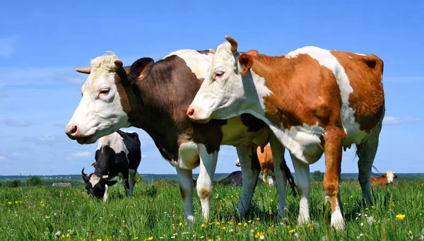 Vacas Pastando Pastos Verano —  Fotos de Stock