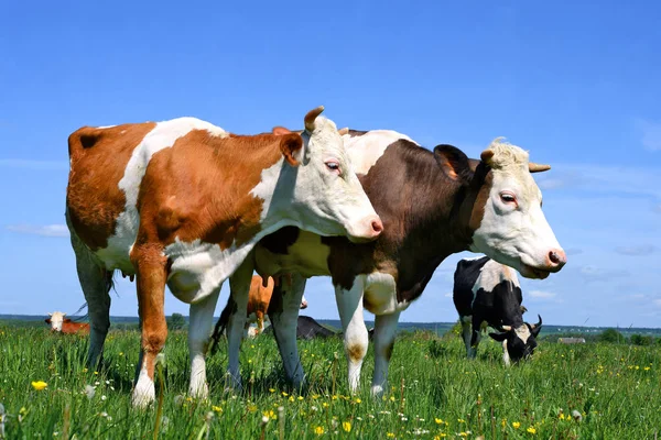 Mucche Pascolo Sui Pascoli Estivi — Foto Stock