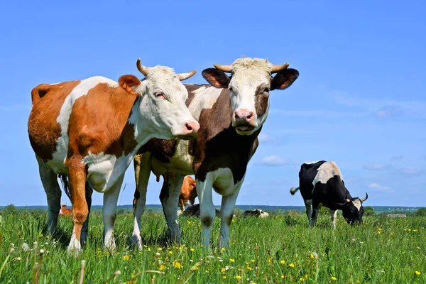 Коровы Пасутся Летних Пастбищах — стоковое фото