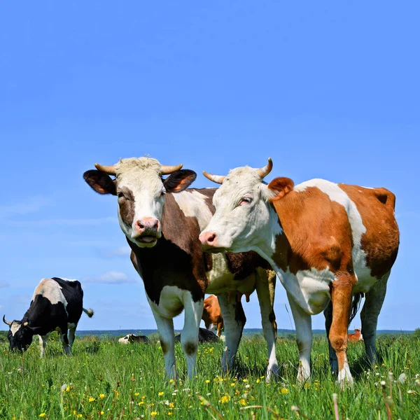 Kühe Grasen Auf Der Sommerweide — Stockfoto