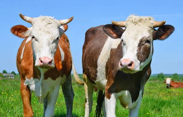 Mucche Pascolo Sui Pascoli Estivi — Foto Stock