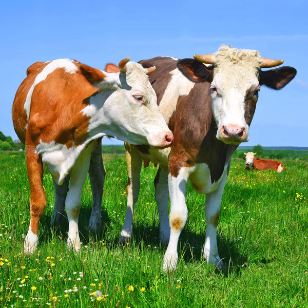 Vacas Pastando Pastos Verano — Foto de Stock