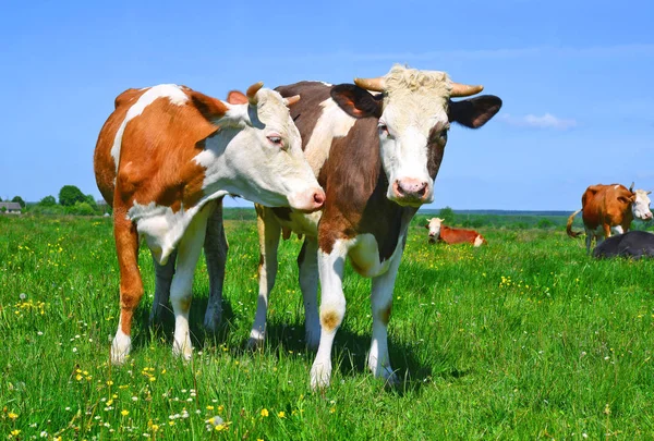 Vacas Pastando Pasto Verão — Fotografia de Stock