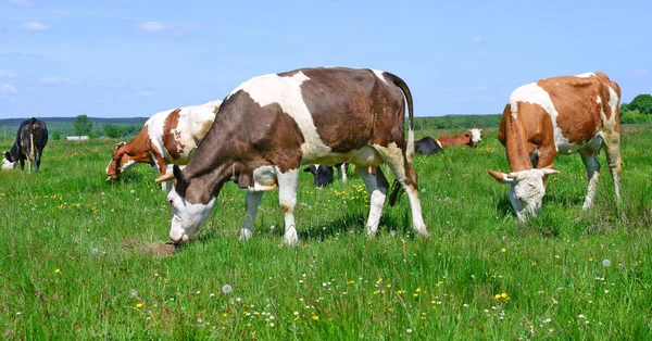 Kor Som Betar Sommarbete — Stockfoto