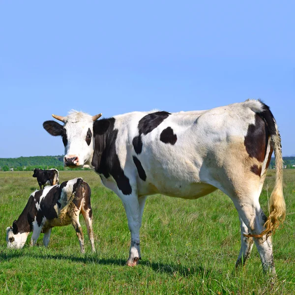 Vacas Pastando Pastos Verano —  Fotos de Stock
