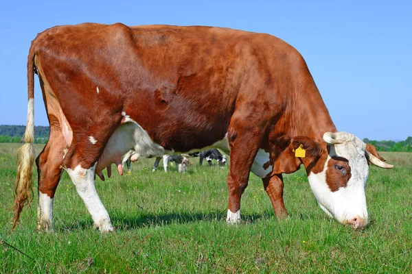 Cow Grazing Pasture Summer — 스톡 사진