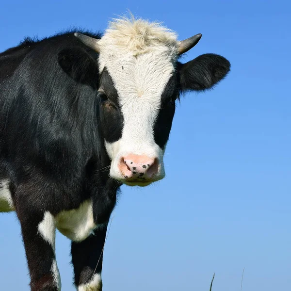 Pastoreio Vaca Pasto Verão — Fotografia de Stock