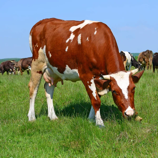 Nyári Legelőn Legelő Tehenek — Stock Fotó