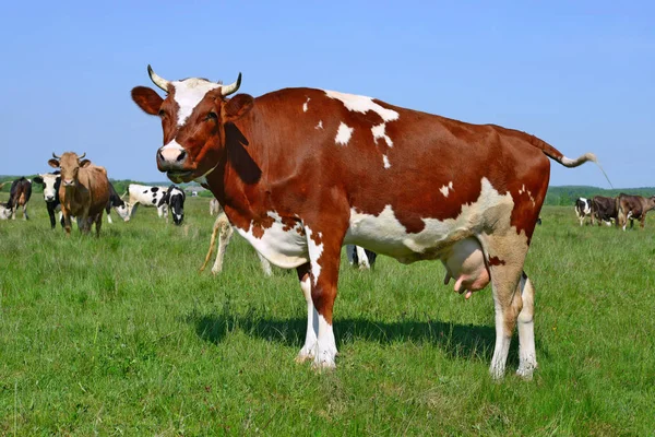 Kühe Grasen Auf Der Sommerweide — Stockfoto