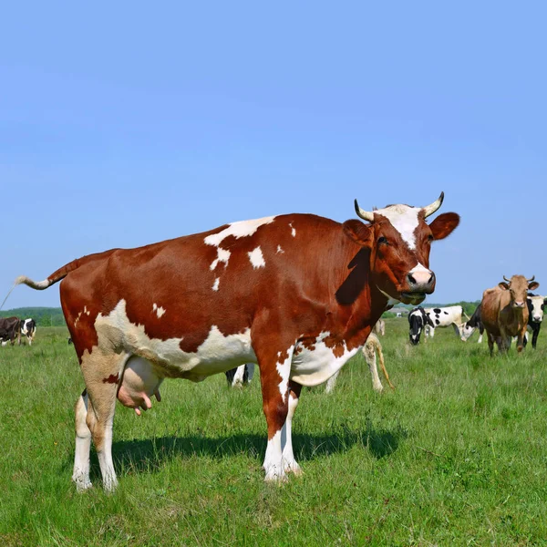 Kühe Grasen Auf Der Sommerweide — Stockfoto