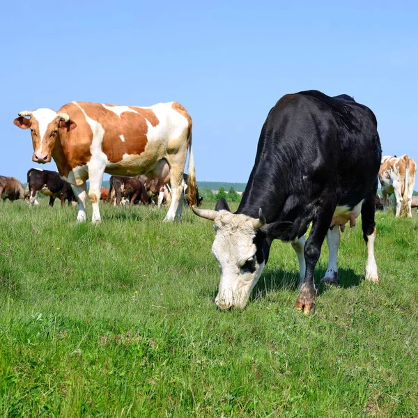 Mucche Pascolo Sui Pascoli Estivi — Foto Stock