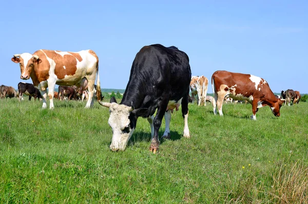 Vacas Pastando Pastos Verano —  Fotos de Stock