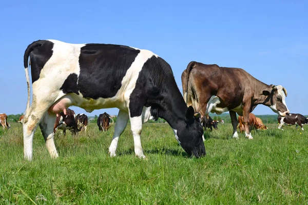 Kühe Grasen Auf Der Sommerweide — Stockfoto