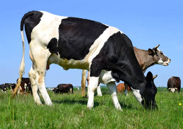 Zomer Weide Grazende Koeien — Stockfoto