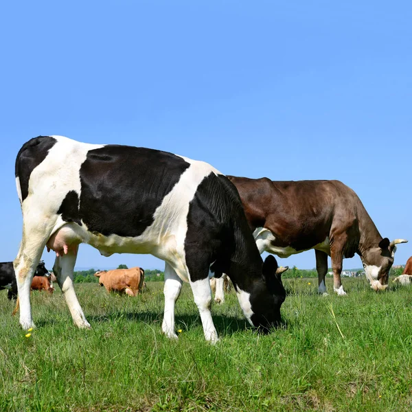 Vacas Pastando Pasto Verão — Fotografia de Stock