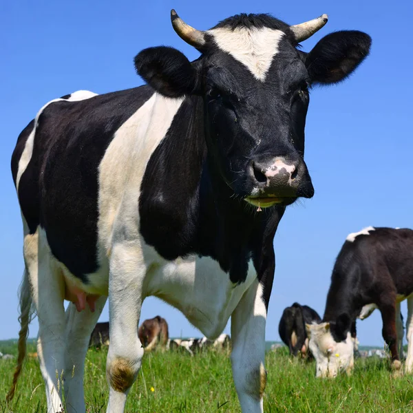 Zomer Weide Grazende Koeien — Stockfoto