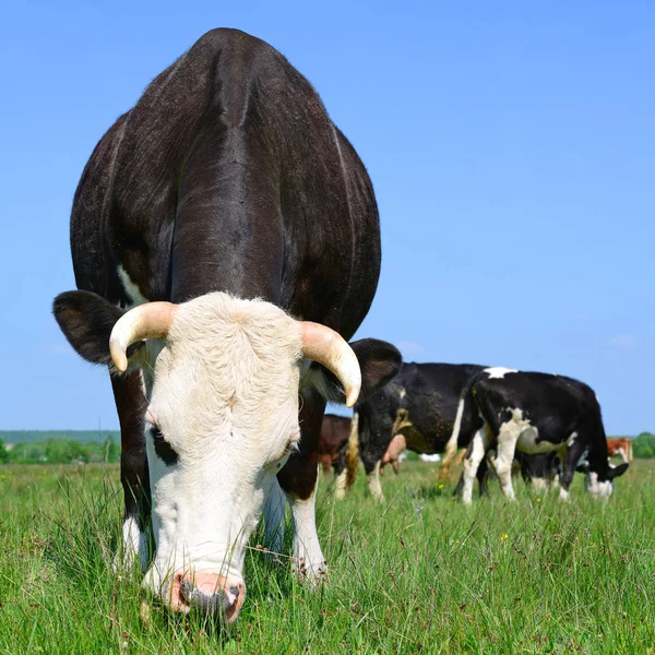 Vacas Pastando Pastos Verano —  Fotos de Stock