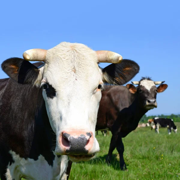 Vacas Pastando Pastos Verano —  Fotos de Stock