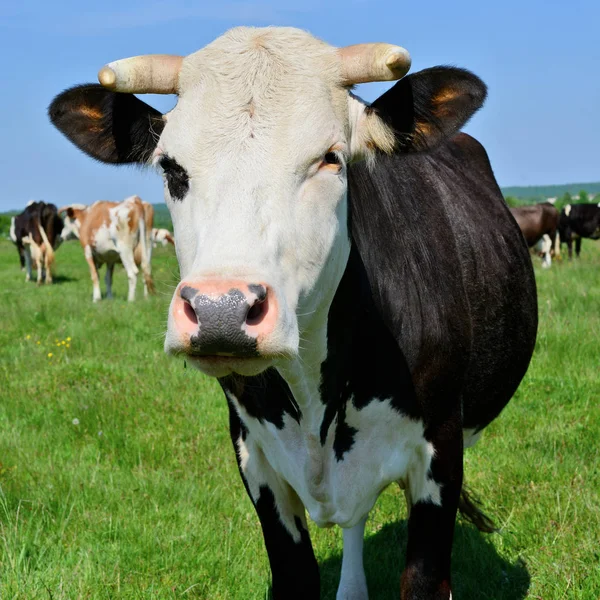 Vaca Pasto Verano — Foto de Stock