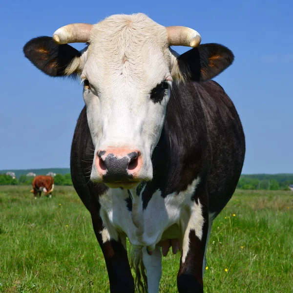 Cow Summer Pasture — Stock Photo, Image