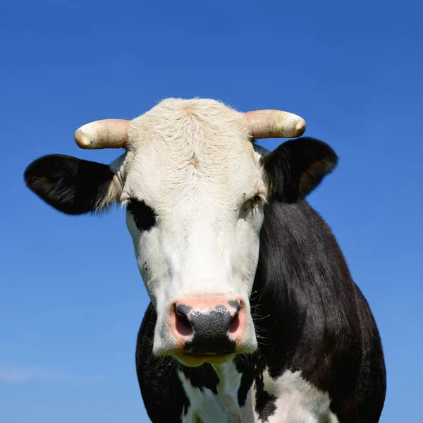 Cow Summer Pasture — Stock Photo, Image