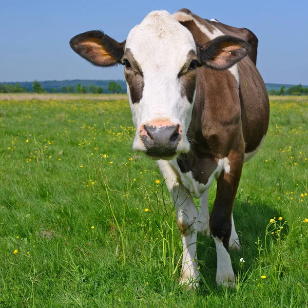 Vaca Pasto Verão — Fotografia de Stock