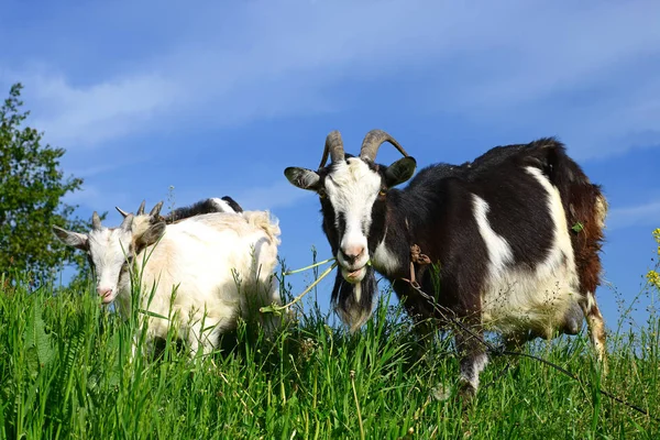 山羊在绿色的草地上放牧 — 图库照片