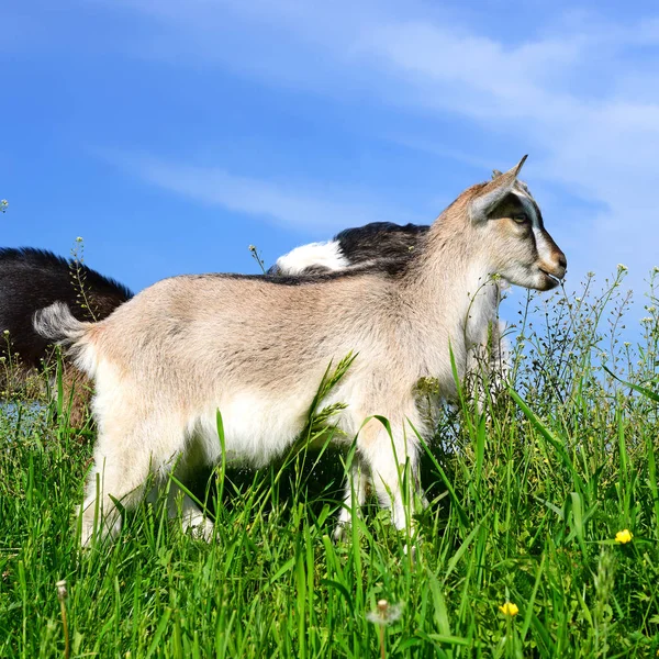 Young Goats Green Meadow — Stock fotografie