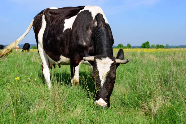 牧草地で可愛い牛のクローズアップ — ストック写真