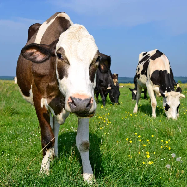 Close Cute Cow Meadow — Foto Stock