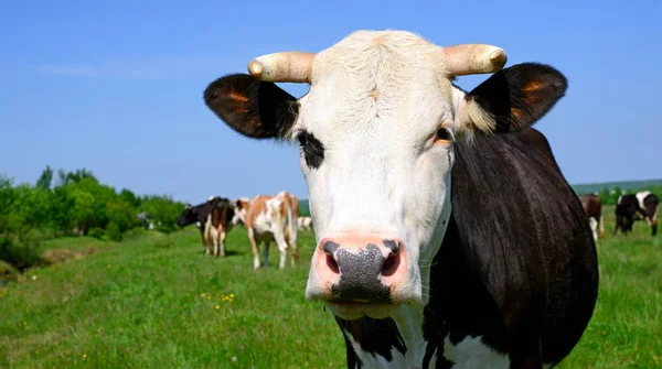 Cow Summer Pasture Royalty Free Stock Photos