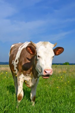 Yaz otlağında şirin bir inek