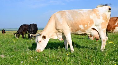 Yaz otlaküzerinde sürü