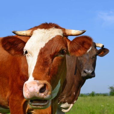 bir yaz yaz kırsal manzara mera üzerinde ineklerin.