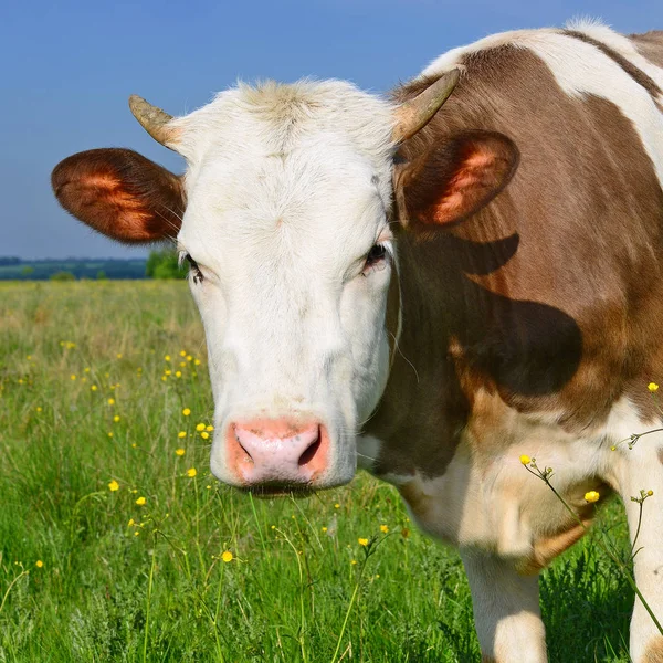 Nahaufnahme Einer Niedlichen Kuh Auf Der Wiese — Stockfoto