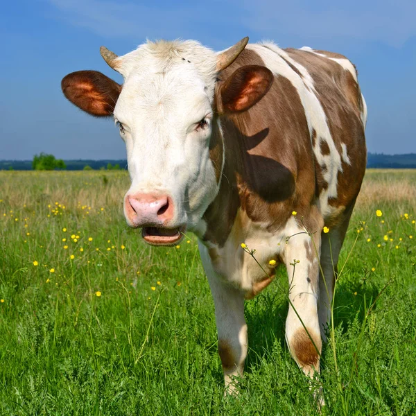 Cute Cow Summer Meadow — Stockfoto