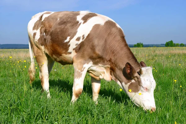 Cute Cow Summer Meadow — ストック写真