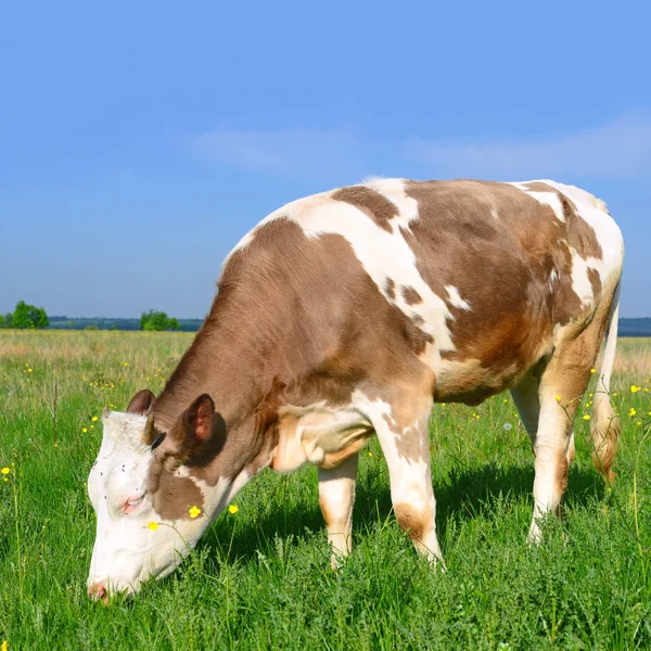 Vache Mignonne Sur Prairie Été — Photo