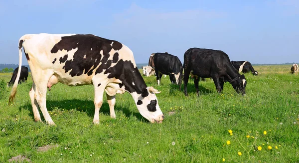 Herd Cows Summer Pasture — Stock Photo, Image