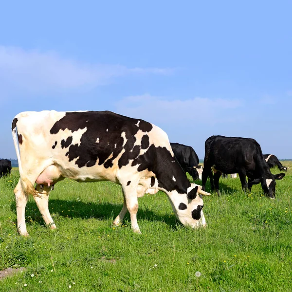 Rebanho Vacas Pasto Verão — Fotografia de Stock