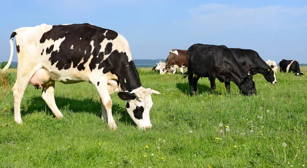 stock image herd of cows on summer pasture