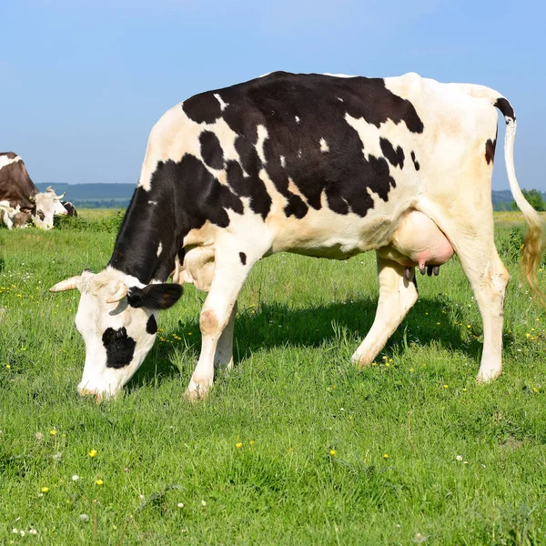 Manada Vacas Pastos Verano — Foto de Stock