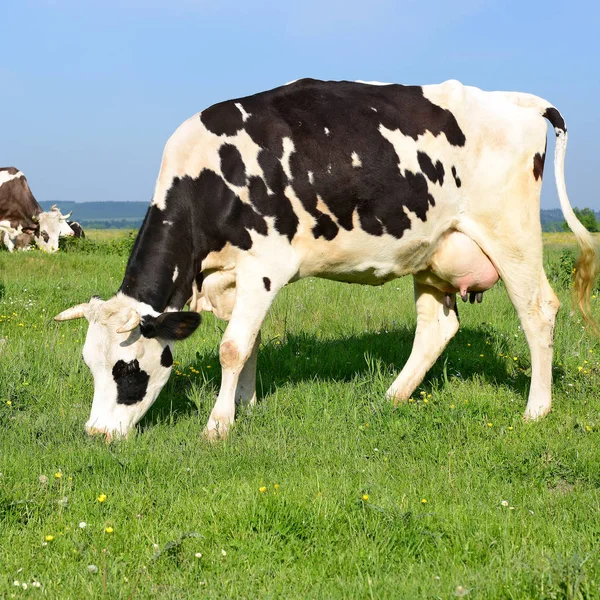 Stado Krów Pastwiskach Letnich — Zdjęcie stockowe