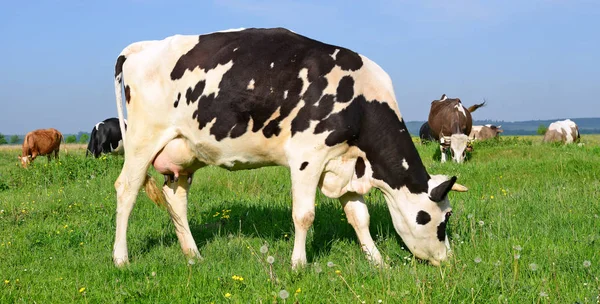 Manada Vacas Pastos Verano —  Fotos de Stock
