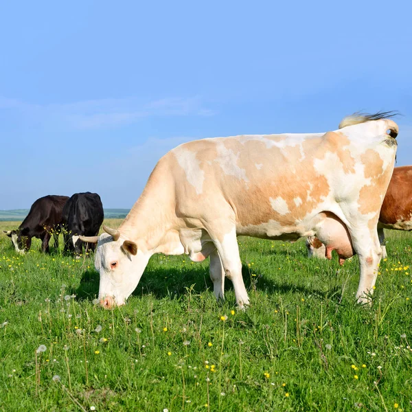 Manada Vacas Pastos Verano — Foto de Stock