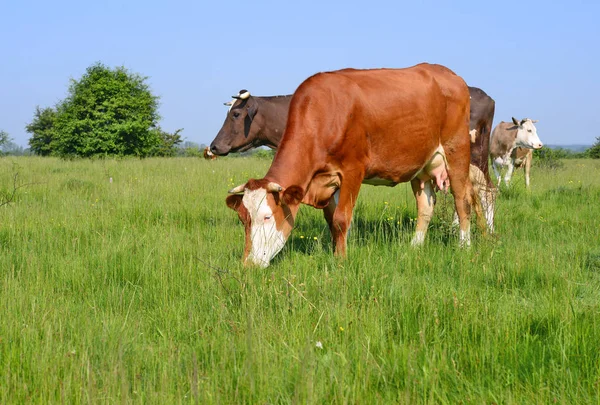 Koeien Weide Van Een Zomer Een Landelijke Landschap Van Zomer — Stockfoto