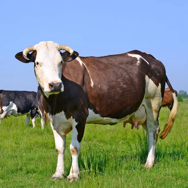 Vacas Pasto Verão Uma Paisagem Rural Verão — Fotografia de Stock